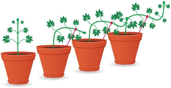 Cọc hỗ trợ kỹ thuật LST cho cây trồng trong nhà - Image 3