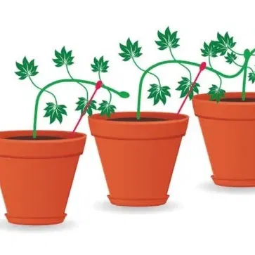 Cọc hỗ trợ kỹ thuật LST cho cây trồng trong nhà