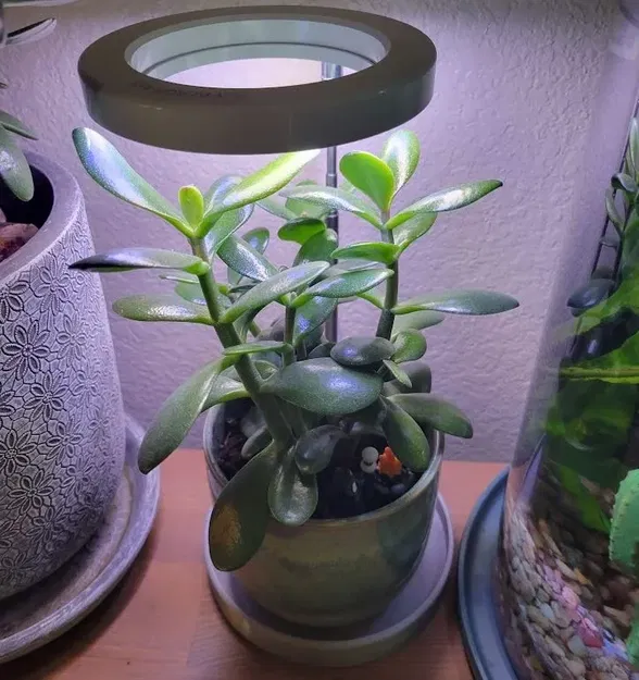 Đế đèn LED cho chậu cây trồng - Image 1