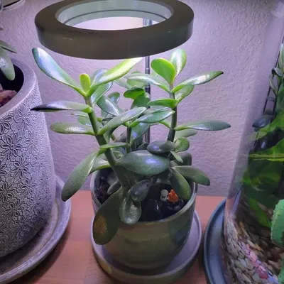 Đế đèn LED cho chậu cây trồng