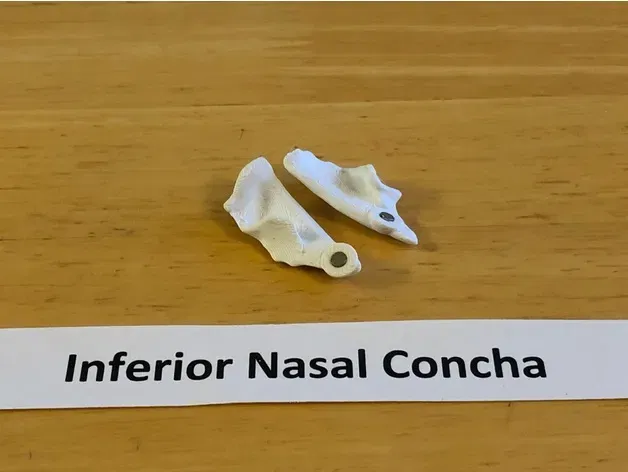 Mô hình đầu người 18 mảnh chính xác về mặt giải phẫu - Image 4