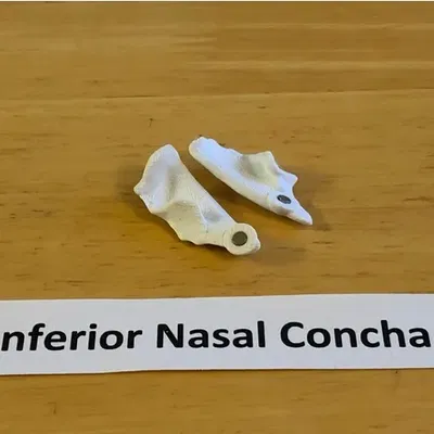 Mô hình đầu người 18 mảnh chính xác về mặt giải phẫu