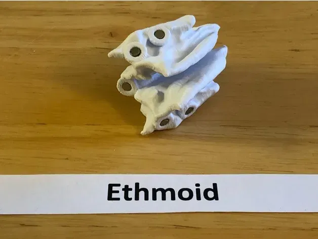 Mô hình đầu người 18 mảnh chính xác về mặt giải phẫu - Image 6