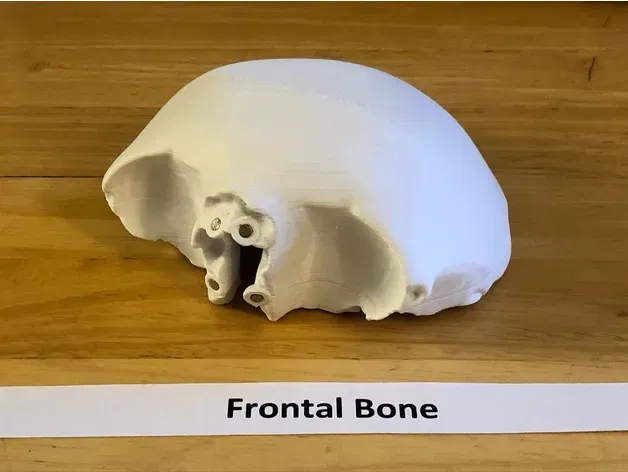 Mô hình đầu người 18 mảnh chính xác về mặt giải phẫu - Image 7