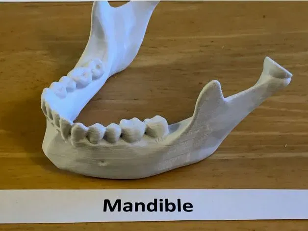 Mô hình đầu người 18 mảnh chính xác về mặt giải phẫu - Image 9