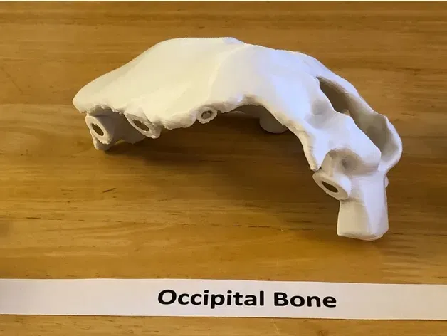 Mô hình đầu người 18 mảnh chính xác về mặt giải phẫu - Image 12