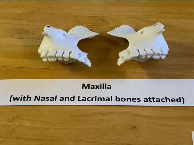 Mô hình đầu người 18 mảnh chính xác về mặt giải phẫu - Image 13