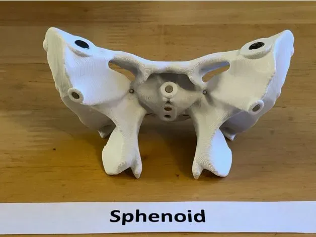 Mô hình đầu người 18 mảnh chính xác về mặt giải phẫu - Image 15