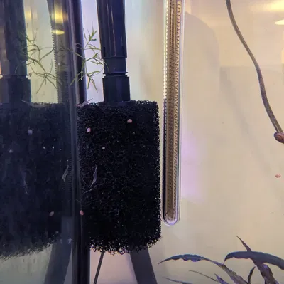 Bộ chuyển đổi hút Fluval FX4 cho bông lọc tiền lớn Aquarium Coop