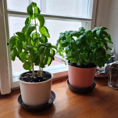 Chậu tự tưới nước kiểu truyền thống nhỏ gọn