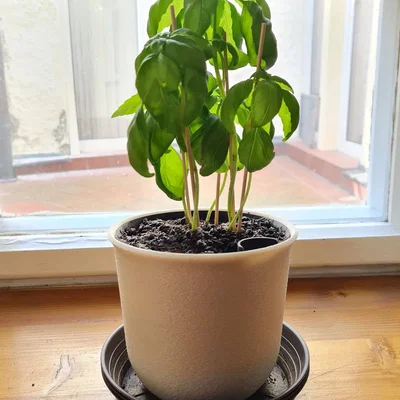 Chậu tự tưới nước kiểu truyền thống nhỏ gọn