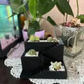 Chậu cây xương rồng và succulent in 3D nhỏ gọn - Thumbnail 1