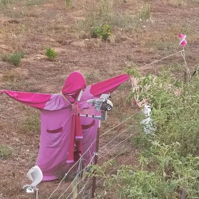 Bù nhìn năng lượng mặt trời chống lại chim