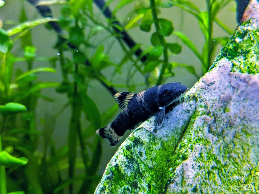 Cá panda Garra ngộ nghĩnh trong Blender - Image 4