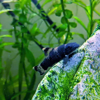 Cá panda Garra ngộ nghĩnh trong Blender