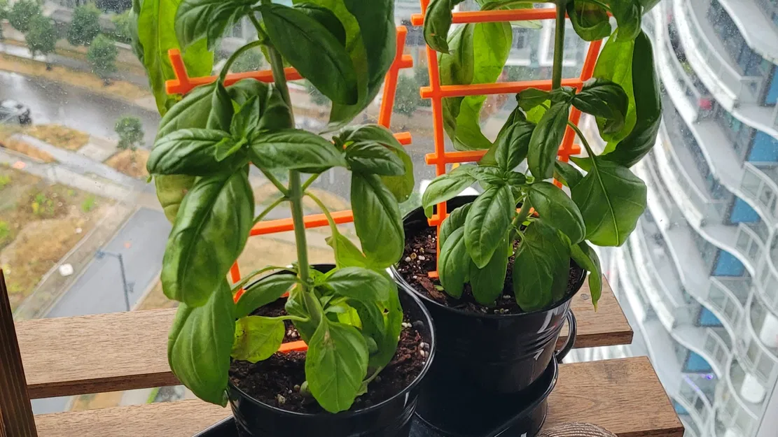 Giá đỡ cây mini cho cây húng quế - Image 1