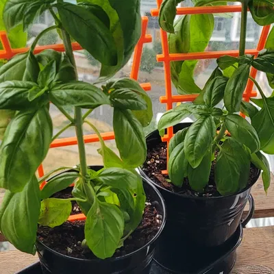 Giá đỡ cây mini cho cây húng quế