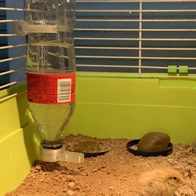 Bình nước cho thú cưng (nắp chai soda)