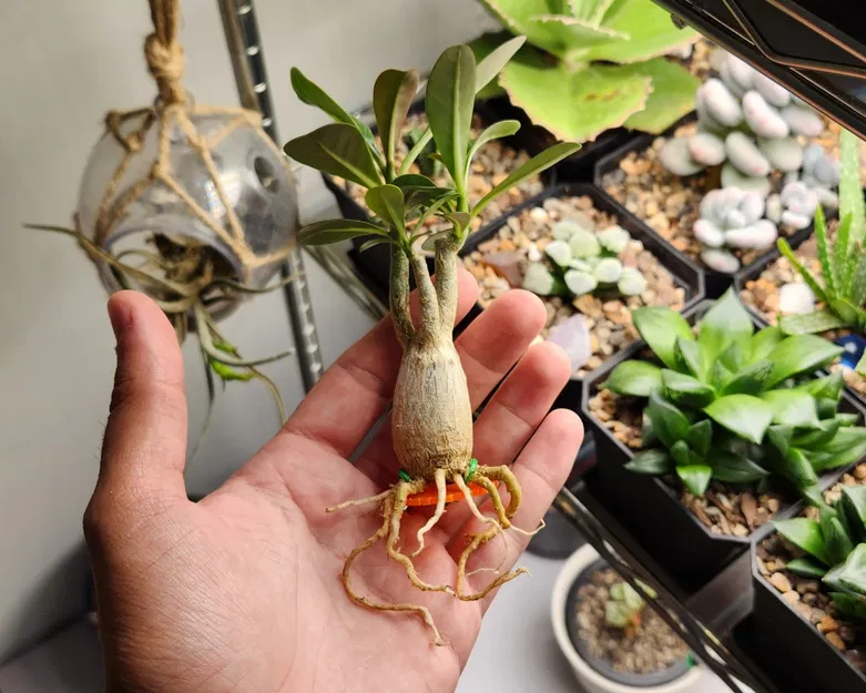 Huấn luyện Adenium phát triển rễ tỏa và thân caudex rộng - Image 1