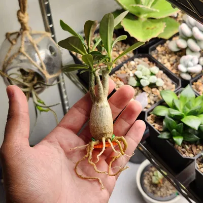 Huấn luyện Adenium phát triển rễ tỏa và thân caudex rộng