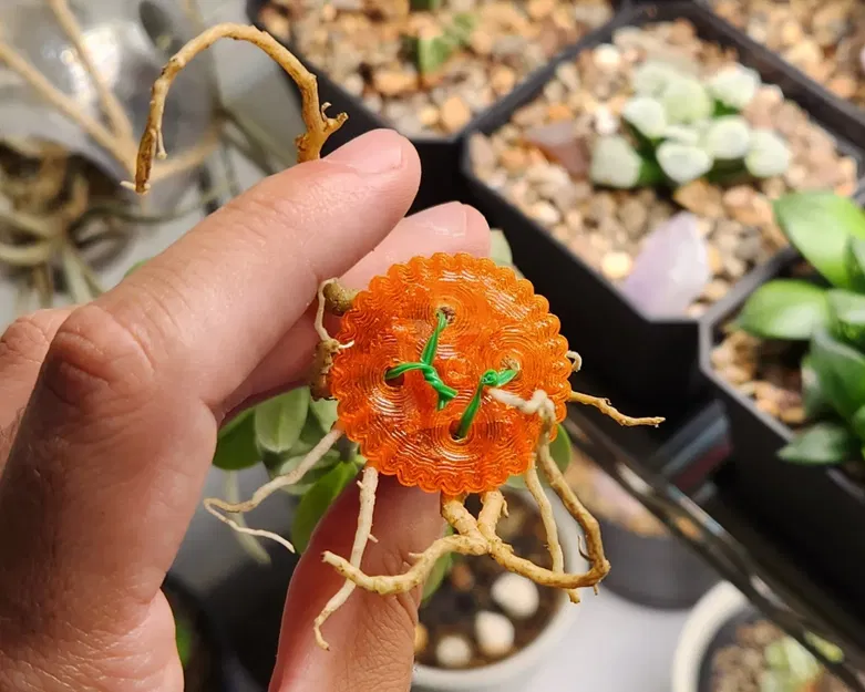 Huấn luyện Adenium phát triển rễ tỏa và thân caudex rộng - Image 2