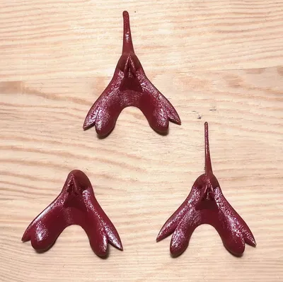 Mô hình kích thước thật của âm vật người (chính xác về gi...