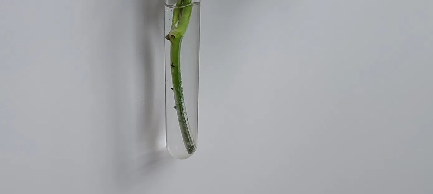 Bộ phát triển cây trồng bằng ống nghiệm từ tính - Image 2