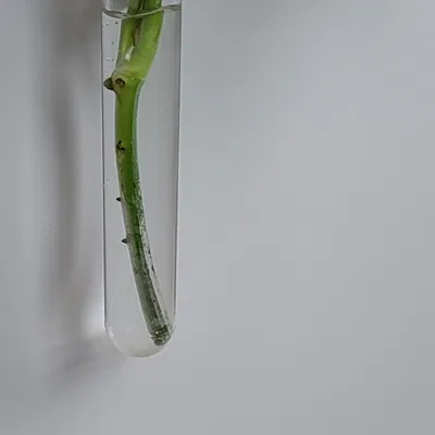 Bộ phát triển cây trồng bằng ống nghiệm từ tính