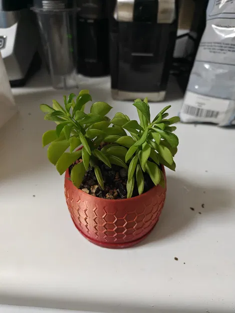 Chậu cây xương rồng thiết kế tổ ong của Jamesy1 - Image 2