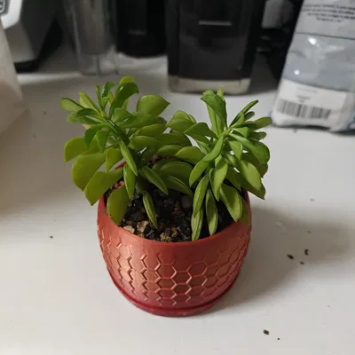 Chậu cây xương rồng thiết kế tổ ong của Jamesy1