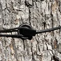 Núm điều chỉnh căng dây Whoopi Sling - Thumbnail 1