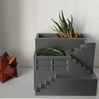 Chậu cây xương rồng nhỏ cho không gian sống