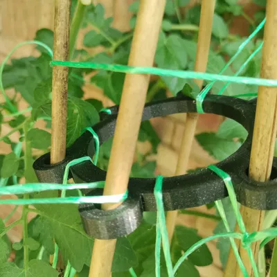 Đầu cây chống cho cây cà chua