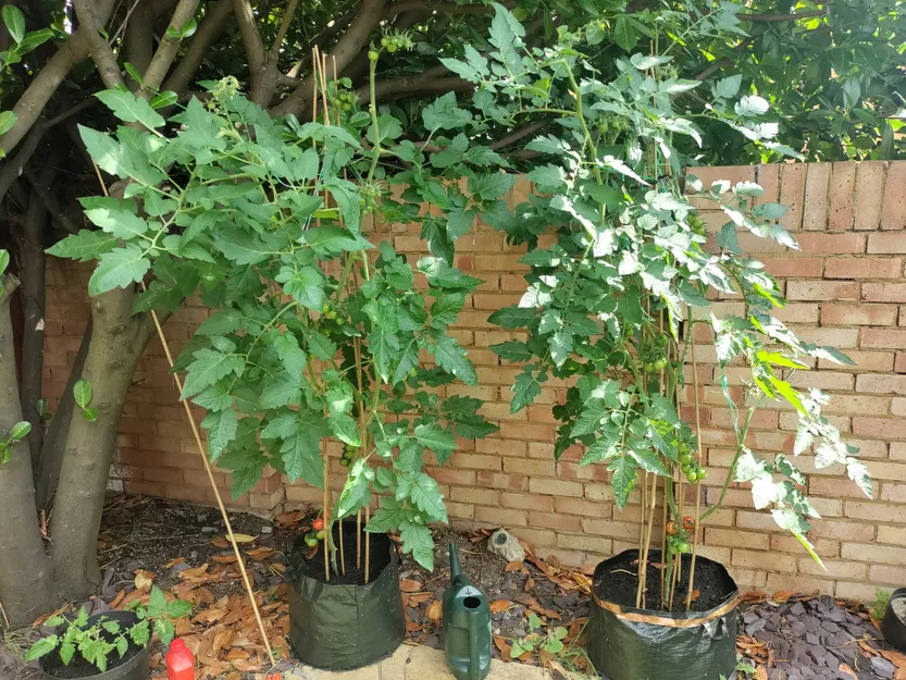 Đầu cây chống cho cây cà chua - Image 2