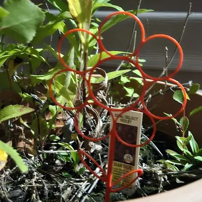 Giá đỡ cây leo hình hoa đơn giản và hiệu quả