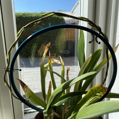 Giá đỡ hoa lan hoặc hoya với kẹp hỗ trợ