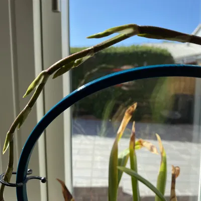 Giá đỡ hoa lan hoặc hoya với kẹp hỗ trợ