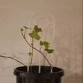 Giàn leo cho cây trồng trong chậu nhỏ - Thumbnail 2