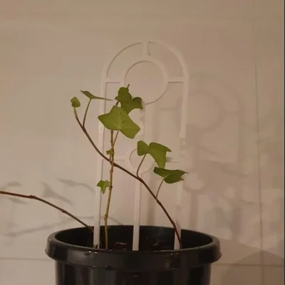 Giàn leo cho cây trồng trong chậu nhỏ