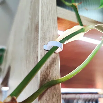 Giá treo cây treo tường cho các mầm riêng lẻ