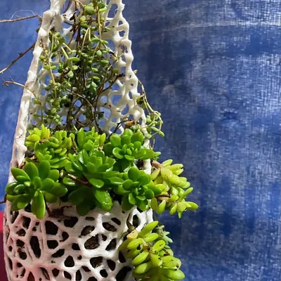 Chậu cây cho dây leo với thiết kế thông minh