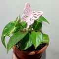 Giá đỡ cây với thiết kế bướm 3D độc đáo - Thumbnail 1