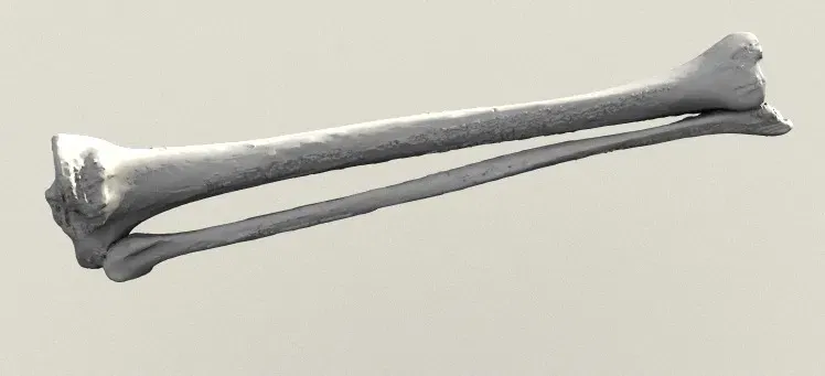 Xương ống và xương mác của con người trong mô hình 3D - Image 1