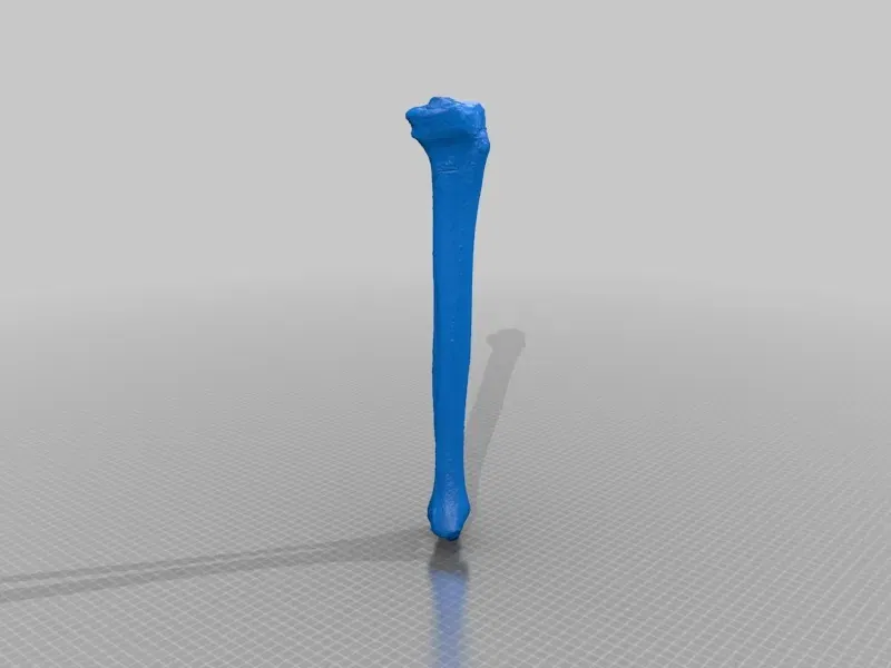 Xương ống và xương mác của con người trong mô hình 3D - Image 2