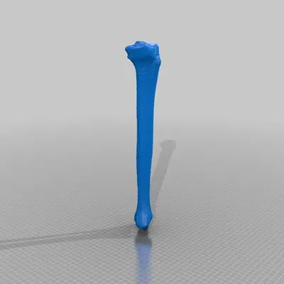 Xương ống và xương mác của con người trong mô hình 3D