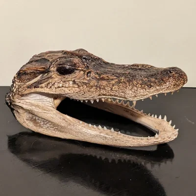 Đầu của cá sấu 3D quét từ New Orleans