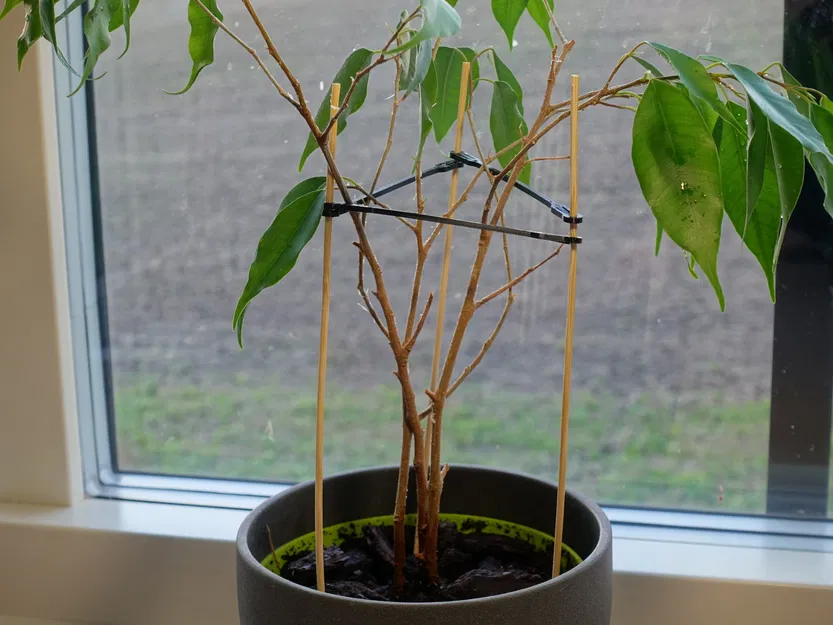 Giá đỡ cây trồng bằng que tre Dinky - Image 2