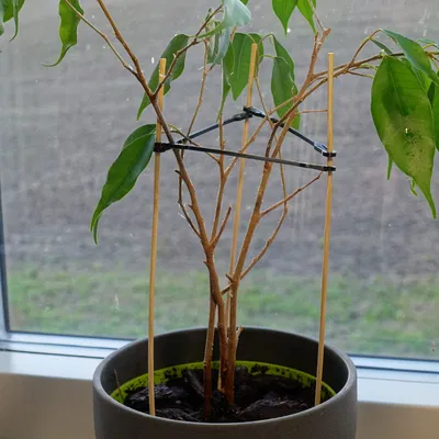 Giá đỡ cây trồng bằng que tre Dinky