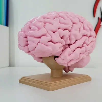 Mô hình não người kích thước thật với giá đỡ trưng bày