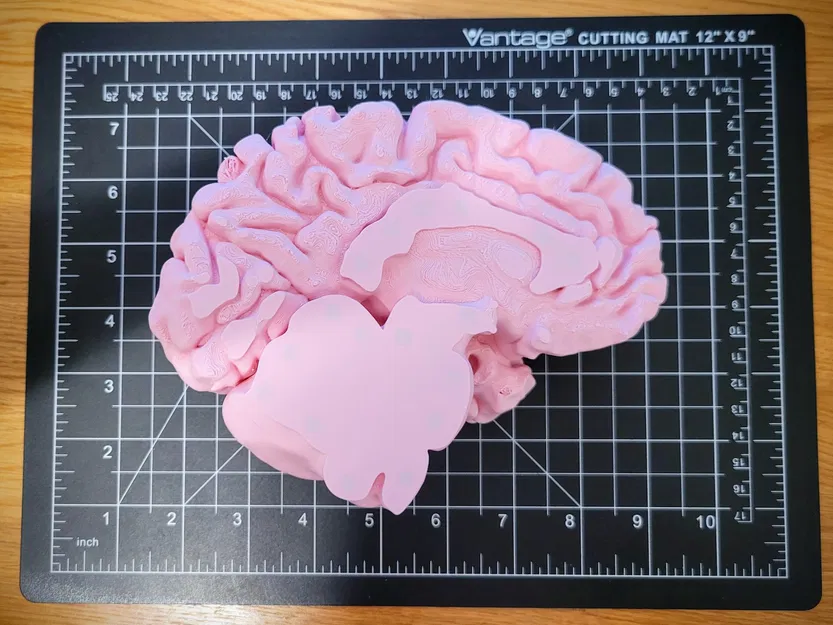 Mô hình não người kích thước thật với giá đỡ trưng bày - Image 2